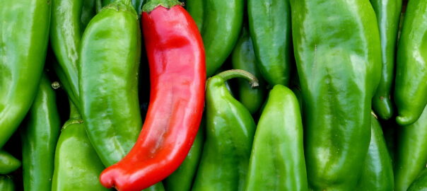 red chili pepper in a sea of green chili peppers